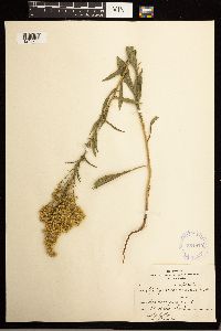 Solidago missouriensis image