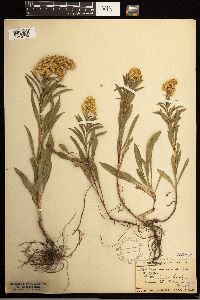 Solidago missouriensis image