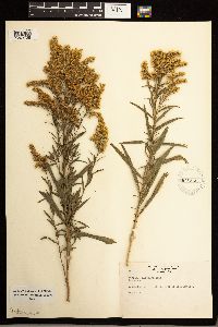 Solidago missouriensis image