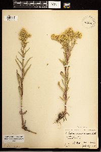 Solidago missouriensis image