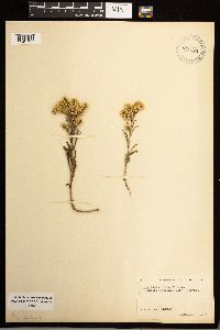 Solidago missouriensis image