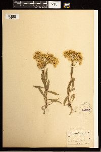 Solidago missouriensis image