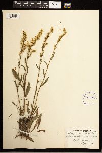 Solidago missouriensis image