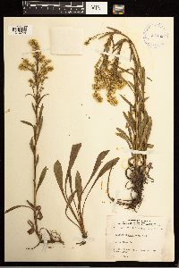 Solidago missouriensis image