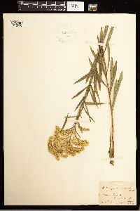 Solidago missouriensis image