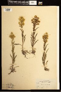 Solidago missouriensis image