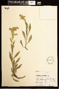 Solidago missouriensis image