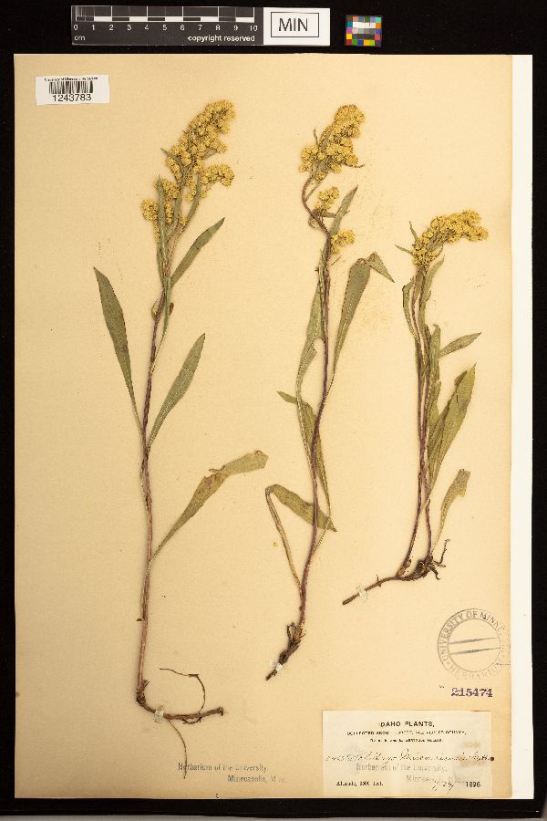 Solidago missouriensis image