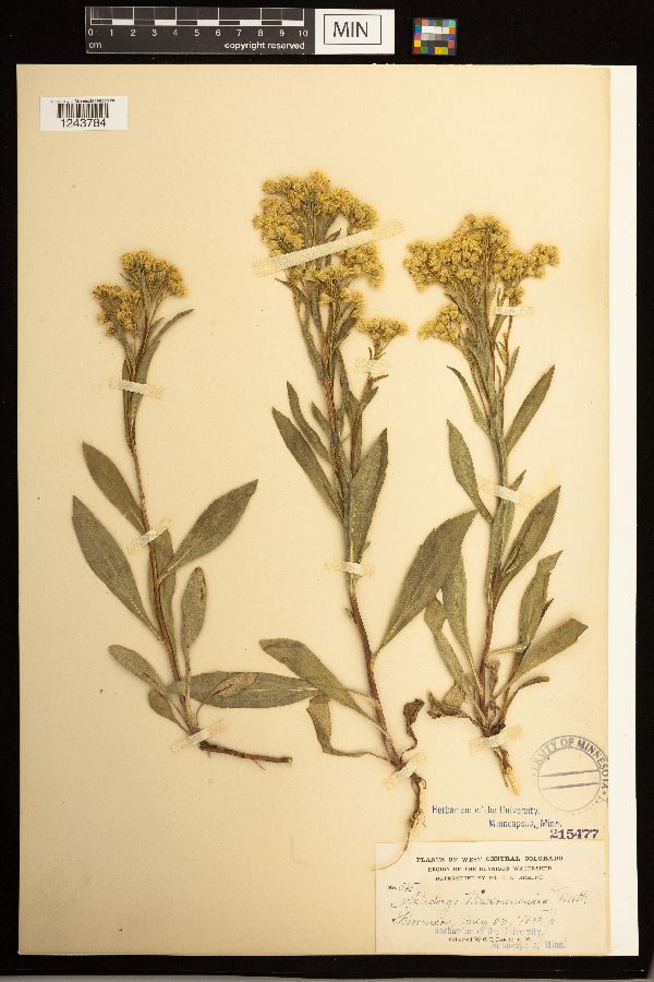Solidago missouriensis image