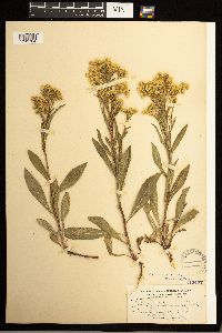 Solidago missouriensis image