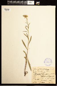 Solidago missouriensis image