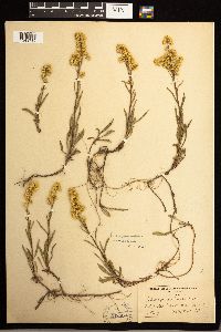 Solidago missouriensis image