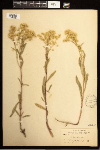 Solidago missouriensis image