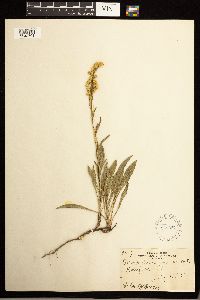 Solidago missouriensis image