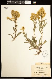 Solidago missouriensis image