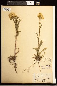 Solidago missouriensis image