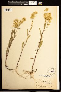 Solidago missouriensis image