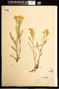 Solidago missouriensis image