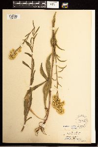 Solidago missouriensis image
