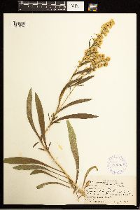 Solidago missouriensis image