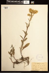 Solidago missouriensis image