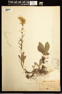 Solidago missouriensis image