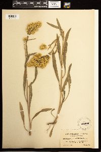Solidago missouriensis image