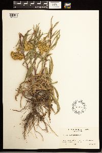 Solidago missouriensis image