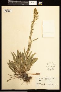 Solidago missouriensis image