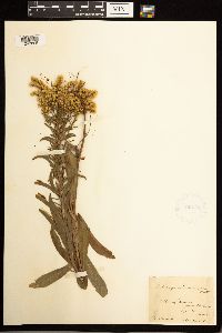 Solidago missouriensis image