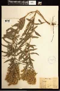 Solidago missouriensis image
