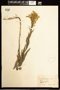 Solidago missouriensis image