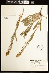 Solidago missouriensis image