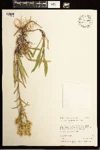Solidago missouriensis image