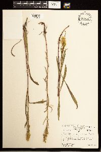Solidago missouriensis image