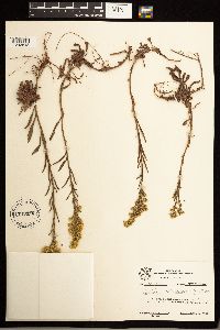 Solidago missouriensis image