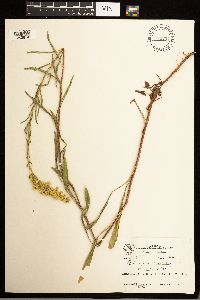 Solidago missouriensis image