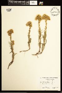 Solidago missouriensis image