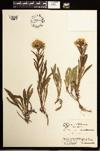 Solidago missouriensis image