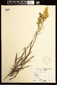 Solidago missouriensis image
