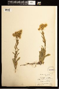 Solidago missouriensis image