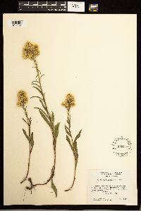 Solidago missouriensis image
