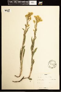 Solidago missouriensis image
