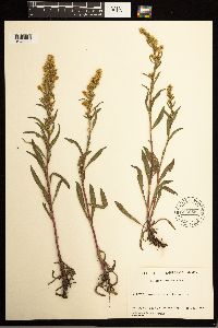Solidago missouriensis image