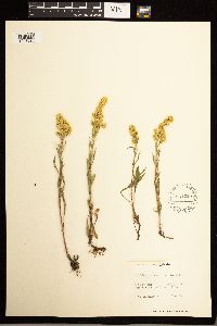 Solidago missouriensis image