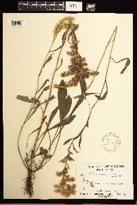 Solidago missouriensis image