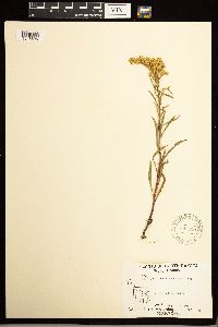 Solidago missouriensis image