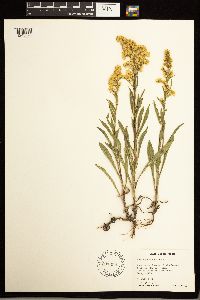 Solidago missouriensis image