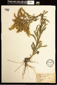 Solidago missouriensis image