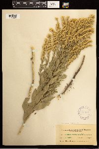 Solidago missouriensis image